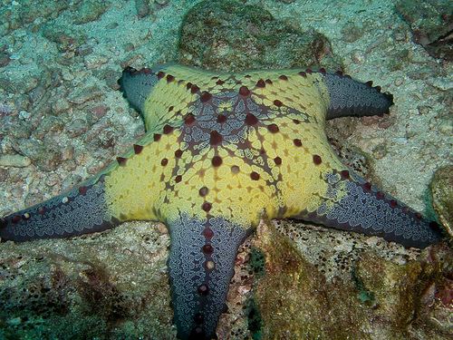 Pentaceraster The Echinoblog How to tell apart the quotknobby starsquot Protoreaster
