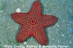 Pentaceraster Section StarfishSea Stars Group True StarfishSea Stars Species