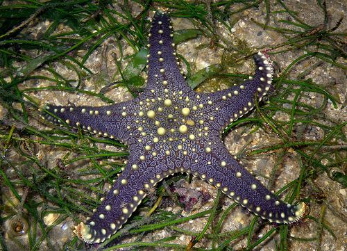 Pentaceraster The Echinoblog How to tell apart the quotknobby starsquot Protoreaster