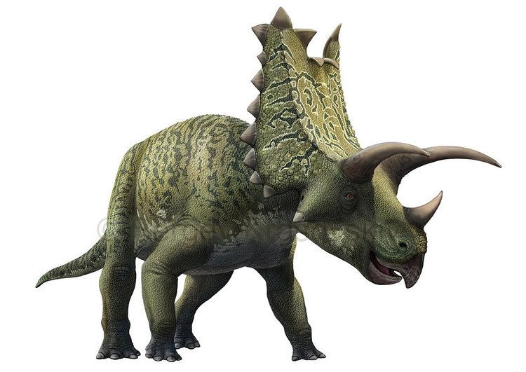 Pentaceratops Pentaceratops Facts and Pictures