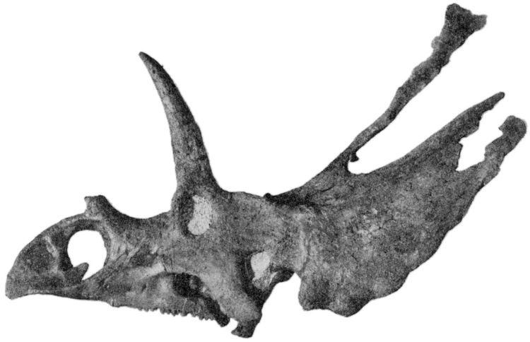 Pentaceratops Pentaceratops Wikipedia