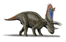Pentaceratops httpsuploadwikimediaorgwikipediacommonsthu