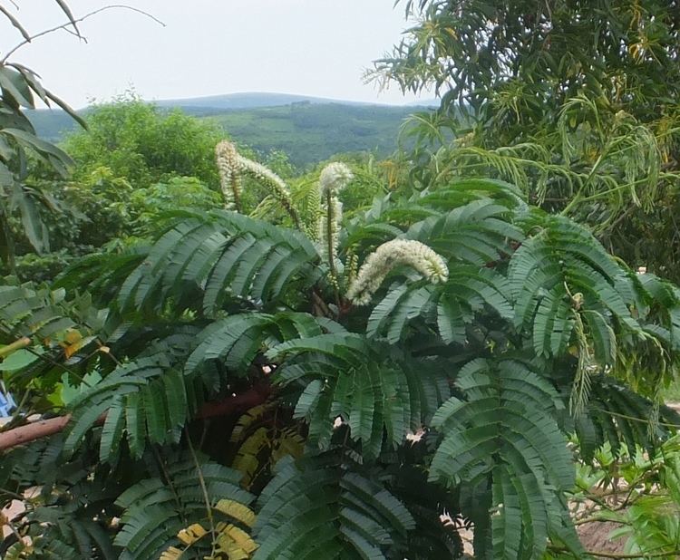 Pentaclethra Pentaclethra eetveldeana Images Useful Tropical Plants