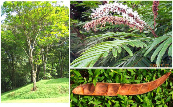 Pentaclethra macroloba Pentaclethra macroloba Common Trees of Costa Rica Montane Rainforest