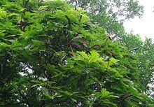 Pentaclethra macroloba httpsuploadwikimediaorgwikipediacommonsthu