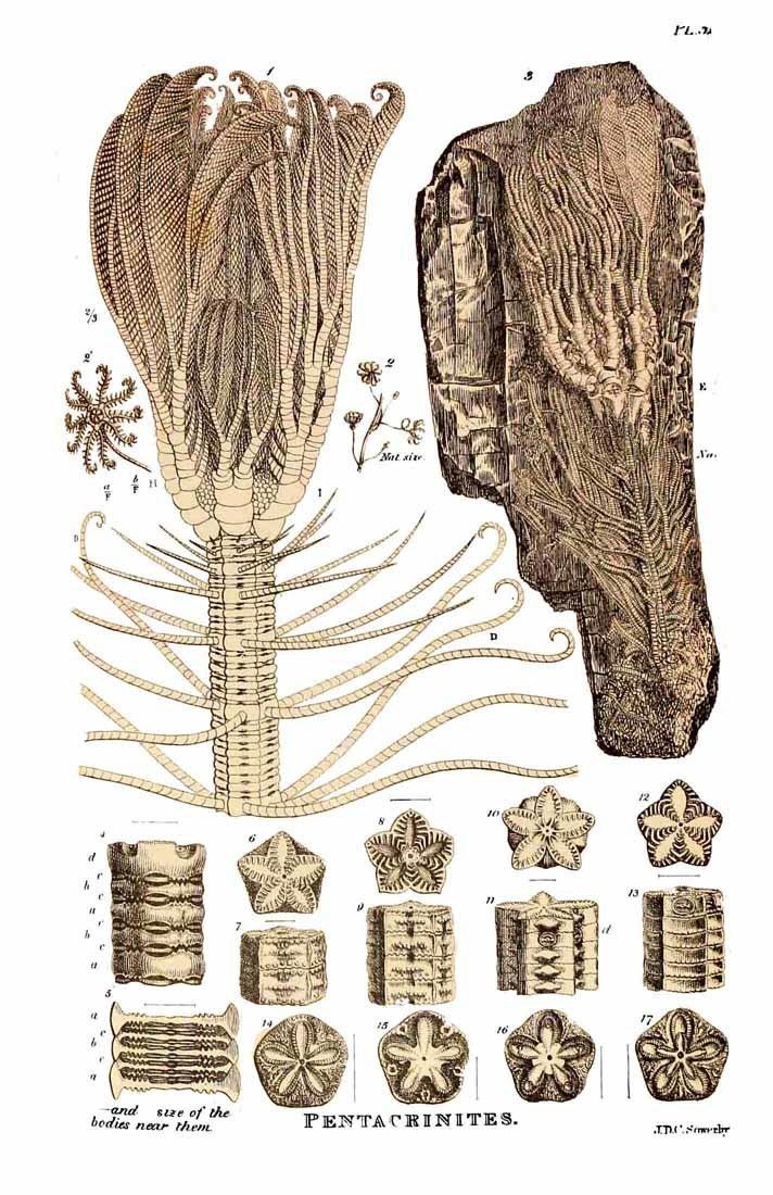 Pentacrinites 17htm