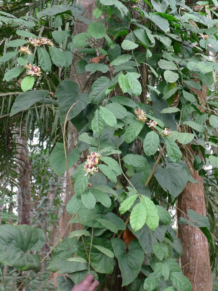 Pentadiplandra Pentadiplandra brazzeana Useful Tropical Plants