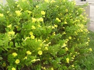 Pentalinon Pentalinon luteumLandscape Plants For South Florida