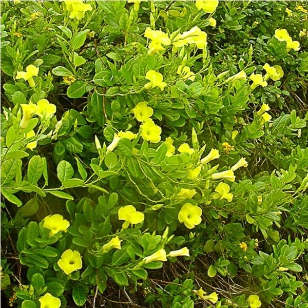 Pentalinon luteum Wildflower Pentalinon luteum Landscape Plants For South Florida
