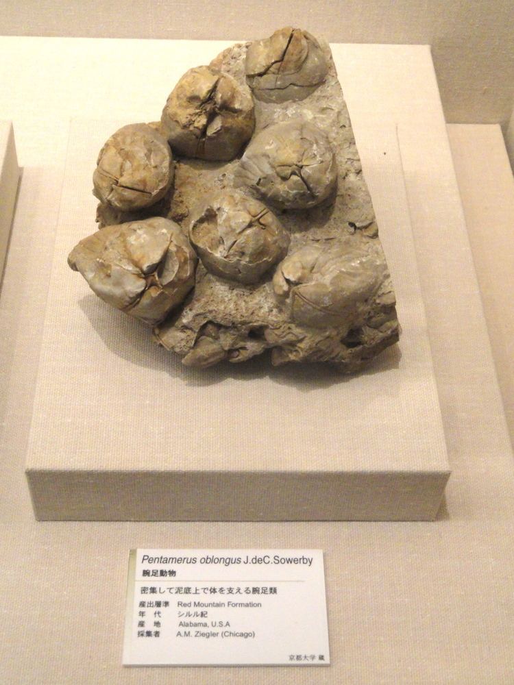 Pentamerus FilePentamerus oblongus Kyoto University Museum DSC06413JPG