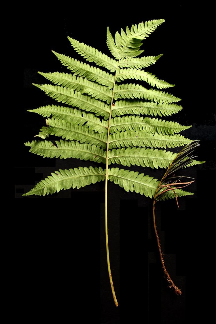 Pentarhizidium orientale Pentarhizidium orientale Ferns and Lycophytes of the World