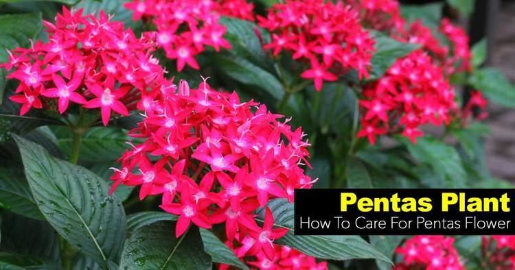 Pentas Pentas Plant How To Care For Pentas Flower