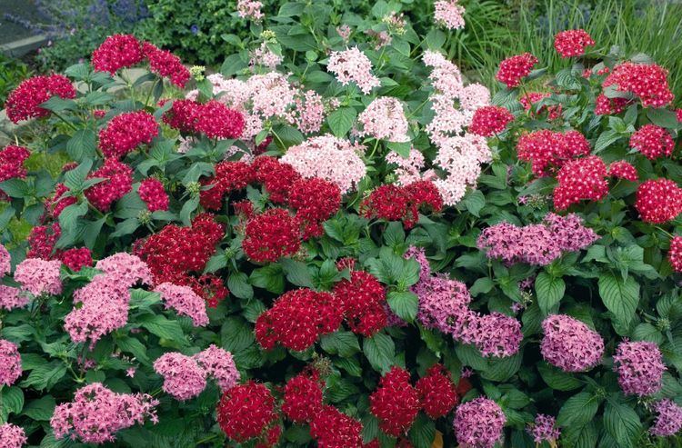Pentas 1000 images about Pentas on Pinterest Gardens Garden plants and