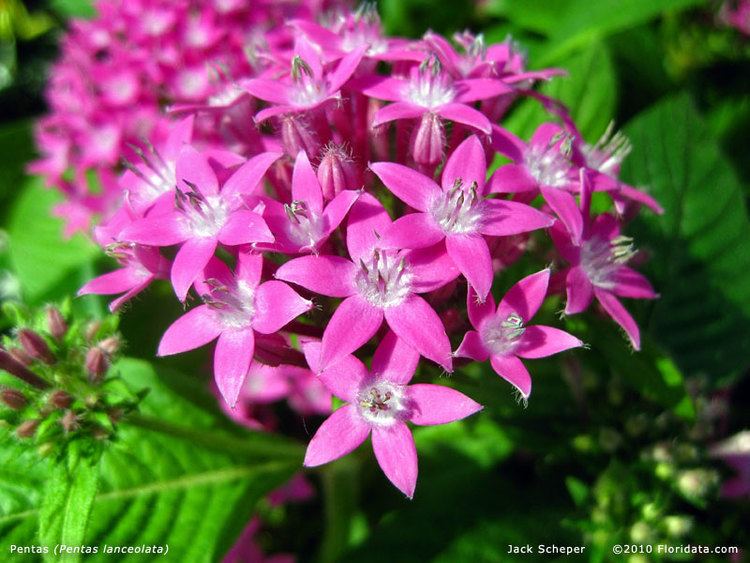 Pentas lanceolata Pentaslanceolata800ajpg