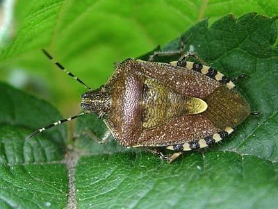 Pentatomidae Pentatomidae Dolycoris baccarum