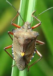 Pentatomidae - Alchetron, The Free Social Encyclopedia