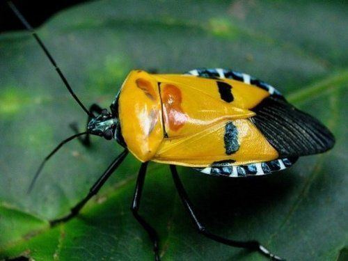 Pentatomoidea 17 Best ideas about Shield Bugs on Pinterest Bugs Insects and