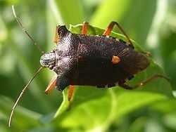 Pentatomoidea httpsuploadwikimediaorgwikipediacommonsthu