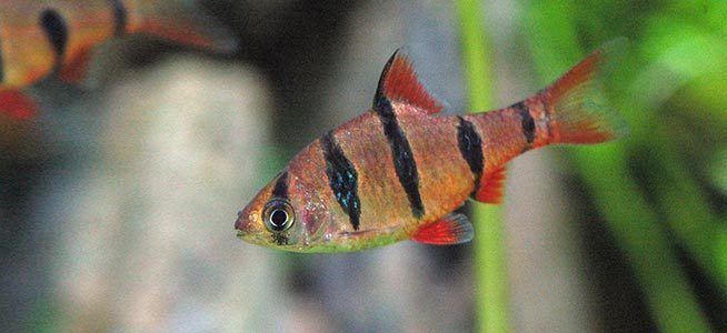 Pentazona barb Fish profile Fiveband Barb
