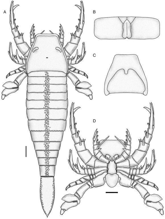 Pentecopterus World39s Oldest Sea Scorpion Found Measuring Nearly 6 Feet Long