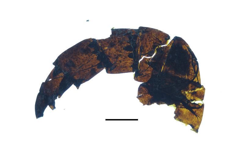 Pentecopterus The oldest and the scariest sea scorpion a giant discovery BMC