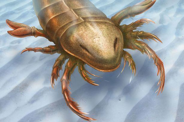 Pentecopterus Bizarre ancient sea scorpion measuring six feet long and lived 467