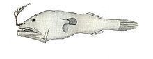 Pentherichthys atratus httpsuploadwikimediaorgwikipediacommonsthu