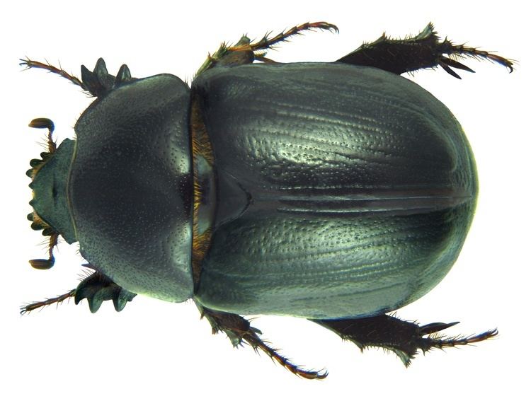 Pentodon (beetle) httpsuploadwikimediaorgwikipediacommons11