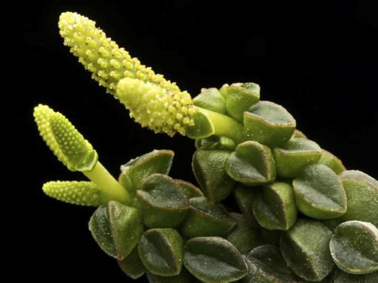 Peperomia columella Peperomia columella Columnar Peperomia World of Succulents