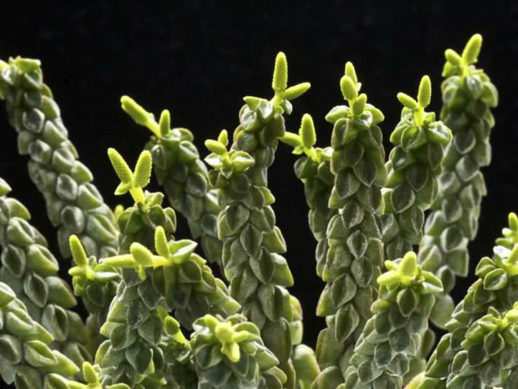Peperomia columella Peperomia columella Columnar Peperomia World of Succulents