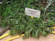 Peperomia rubella httpsuploadwikimediaorgwikipediacommonsthu