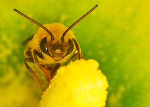 Peponapis pruinosa Squash Bee Peponapis pruinosa