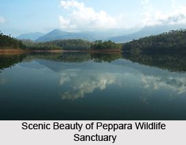 Peppara Wildlife Sanctuary Wildlife Sanctuary Kerela