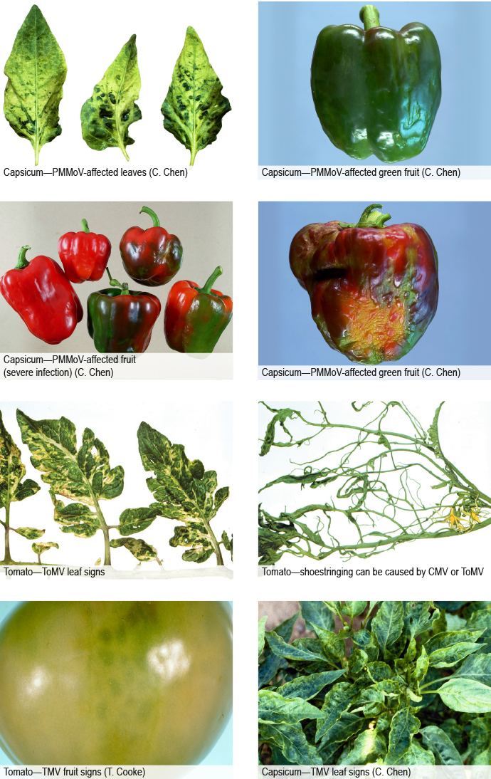 Pepper mild mottle virus Australian Centre for International Agricultural Research
