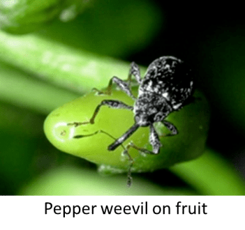 Pepper weevil Pepper Weevil Situation for 2014 Plant amp Pest Advisory