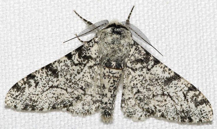 Peppered moth evolution
