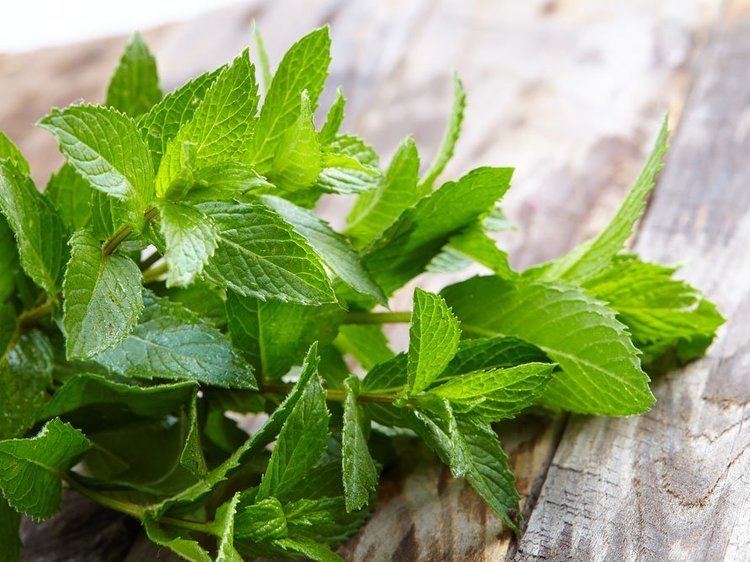 Peppermint 5 Best Health Benefits of Peppermint Best Health Magazine Canada