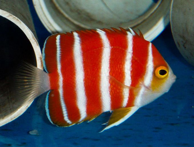 Peppermint angelfish Peppermint Angelfish Paracentropyge boylei shows up at Waikiki