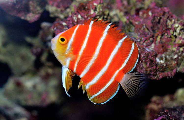 Peppermint angelfish The Peppermint Angelfish that won the world over angelfish Hawaii