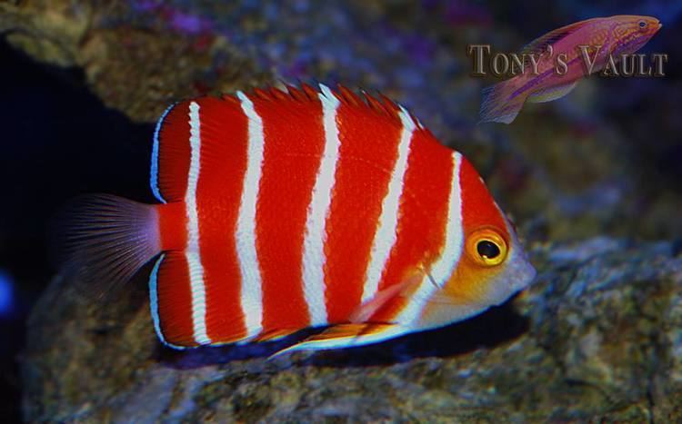 Peppermint angelfish aquanerdcomwpcontentuploads201401Peppermint