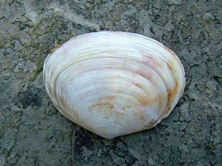 Peppery furrow shell wwwmarlinacukassetsimagesmarlinspeciesweb