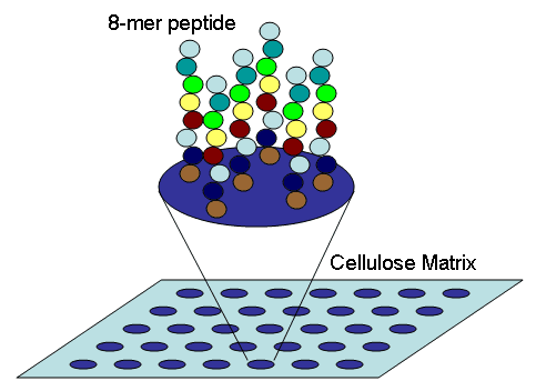 Peptide microarray Technology