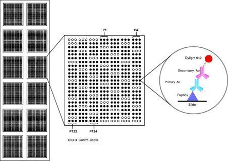 Peptide microarray Design and application of GB virus C GBVC peptide microarrays for