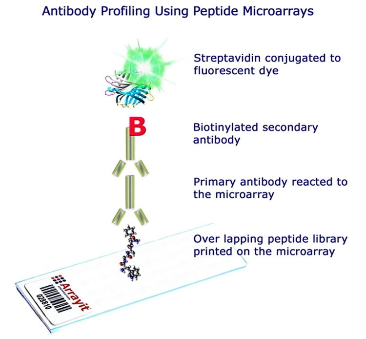 Peptide microarray Arrayit Corporation ARYC Services Peptide Microarray