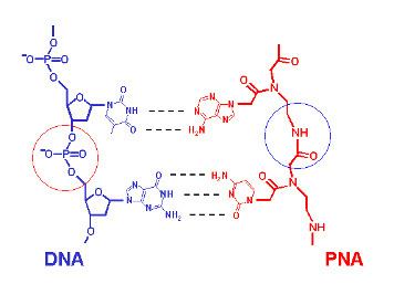 Peptide nucleic acid A Novel Type of Nucleic Acidbased Biosensors the Use of PNA Probes