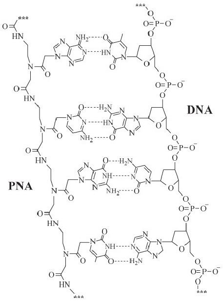 Peptide nucleic acid Comparison of the structures of peptide nucleic acid PNA and