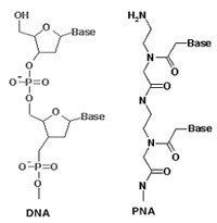 Peptide nucleic acid httpssecureeurogenteccomEGTImagescompadna