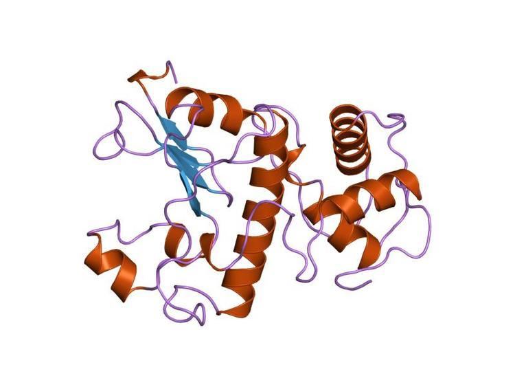 Peptidoglycan binding domain