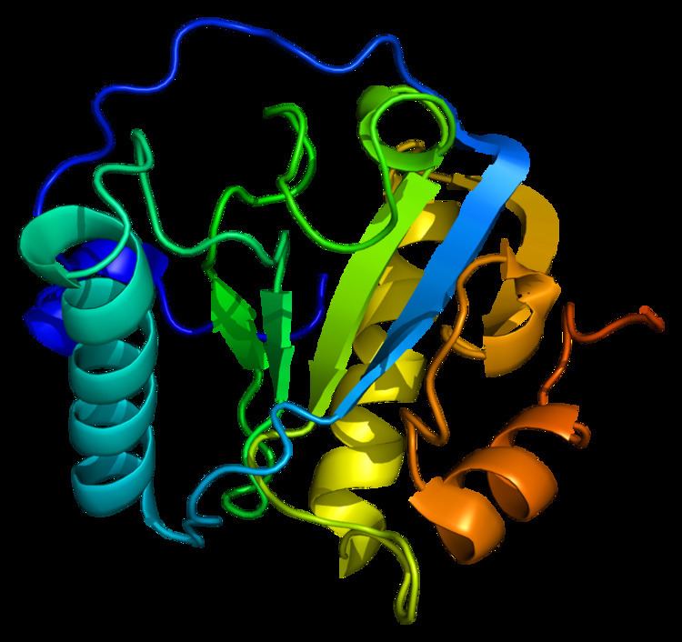 Peptidoglycan recognition protein 1