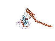 Peptidylprolyl isomerase D httpsuploadwikimediaorgwikipediacommonsthu
